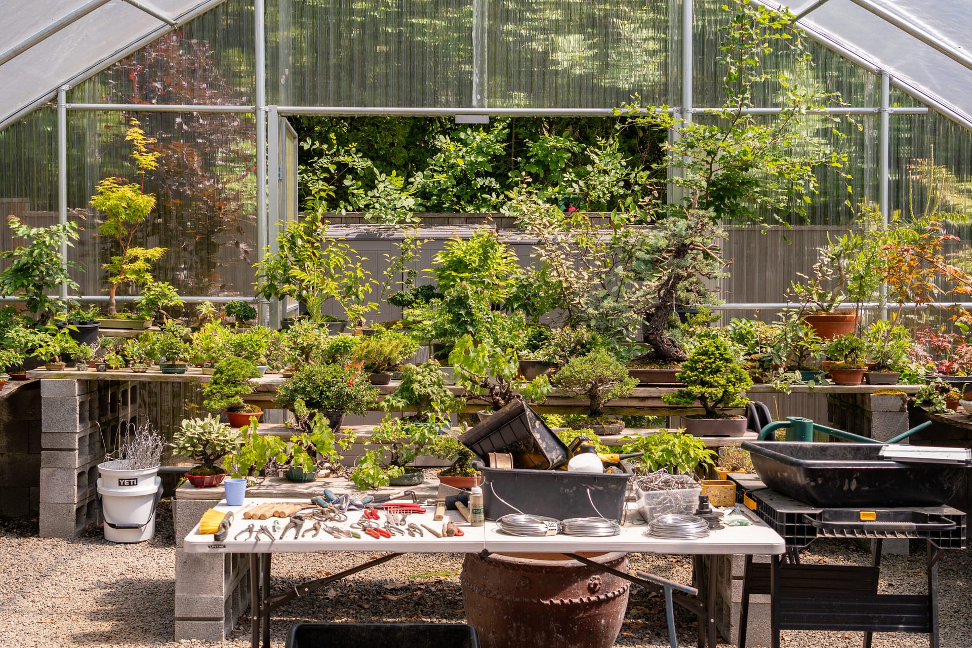 bonsai in a greenhouse with tools in front of them