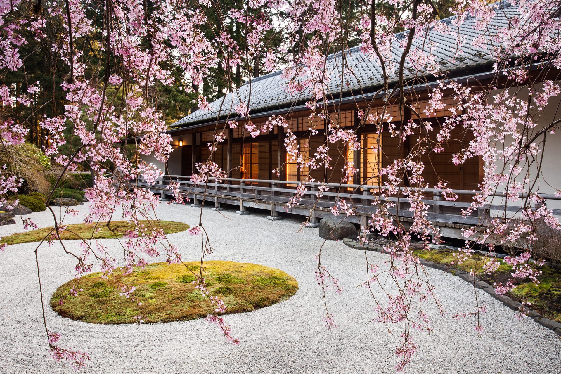 Sakura cherry blossom in full bloom